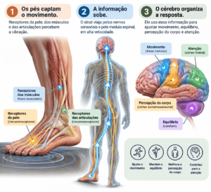 A plataforma que conversa com o cérebro: o que a vibração faz pelo corpo e pela mente 2 Do Pes ao Cerebro A Resposta Sensorimotora